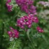 Achillea 'New Vintage Violet' Yarrow