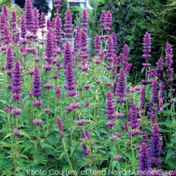 Agastache 'Blue Boa' Hummingbird Mint -Nature Planting Store AGASTACHE BLUE BOA 4
