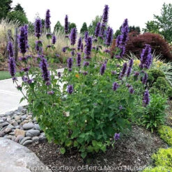 Agastache 'Blue Boa' Hummingbird Mint -Nature Planting Store AGASTACHE BLUE BOA 5