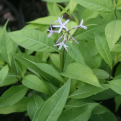 Amsonia Tabernaemontana 'Storm Cloud' Blue Star