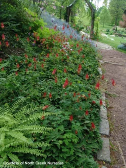 Aquilegia Canadensis Native Columbine -Nature Planting Store AQUILEGIA CANADENSIS 2bfdba8f bb40 4c5e 9bb5 e046154e08d7 scaled