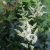 Astilbe Chinensis 'Vision In White' False Spirea