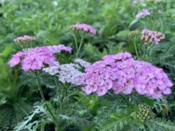 Achillea 'Appleblossom' Yarrow -Nature Planting Store Achillea Appleblossom 1
