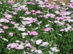 New Arrival -Nature Planting Store Achillea Appleblossom 3