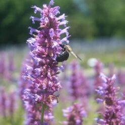 Agastache 'Blue Boa' Hummingbird Mint -Nature Planting Store Agastache BlueBoa bee CW