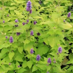 Agastache Foeniculum 'Golden Jubilee' Anise Hyssop -Nature Planting Store Agastache GoldenJubilee 3