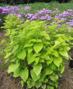 New Arrival -Nature Planting Store Agastache Golden Jubilee 1