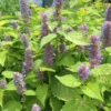 Agastache Foeniculum 'Golden Jubilee' Anise Hyssop