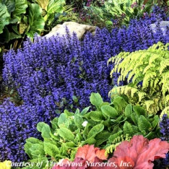 Ajuga Reptans 'Blueberry Muffin' Bugleweed