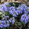 Ajuga Pyramidalis 'Metallica Crispa' Bugleweed