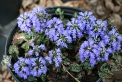 Ajuga Pyramidalis 'Metallica Crispa' Bugleweed