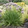 Allium 'Bubble Bath'