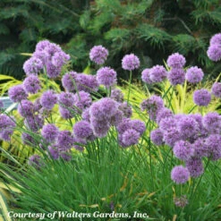 Allium 'Medusa' Ornamental Onion -Nature Planting Store Allium Medusa