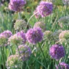 Allium 'Medusa' Ornamental Onion