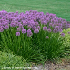 Allium 'Millenium' Ornamental Onion -Nature Planting Store Allium Millenium 1 WG
