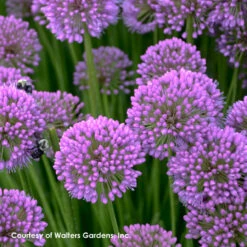 Allium 'Millenium' Ornamental Onion -Nature Planting Store Allium Millenium 2 WG