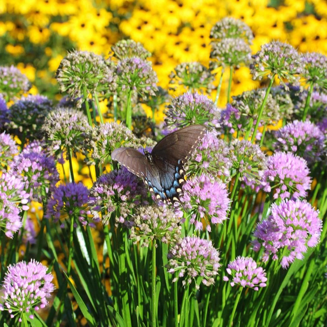 Front Page -Nature Planting Store Allium Millenium Ornamental Onion Butterfly Landscape