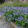Amsonia 'Blue Ice' Blue Star