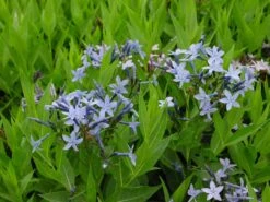 Amsonia 'Blue Ice' Blue Star -Nature Planting Store Amsonia Blue Ice 4
