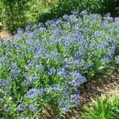 Amsonia 'Blue Ice' Blue Star -Nature Planting Store Amsonia Blue Ice Blue Star Bluestar 2