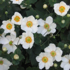 Anemone X 'Honorine Jobert' Japanese Anemone/Windflower