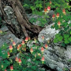 New Arrival -Nature Planting Store Aquilegia canadensis Eastern Red Columbine forest