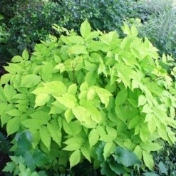 Aralia 'Sun King' Golden Japanese Spikenard