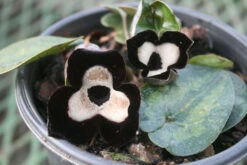 Asarum Maximum 'Ling Ling' Panda Face Ginger