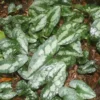 Asarum Splendens Wild Ginger