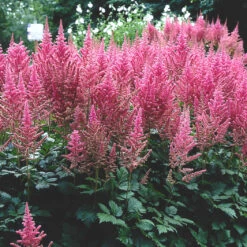 Astilbe Visions In Pink False Spirea