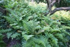 Fern 'Brilliance' Autumn -Nature Planting Store Autumn Fern