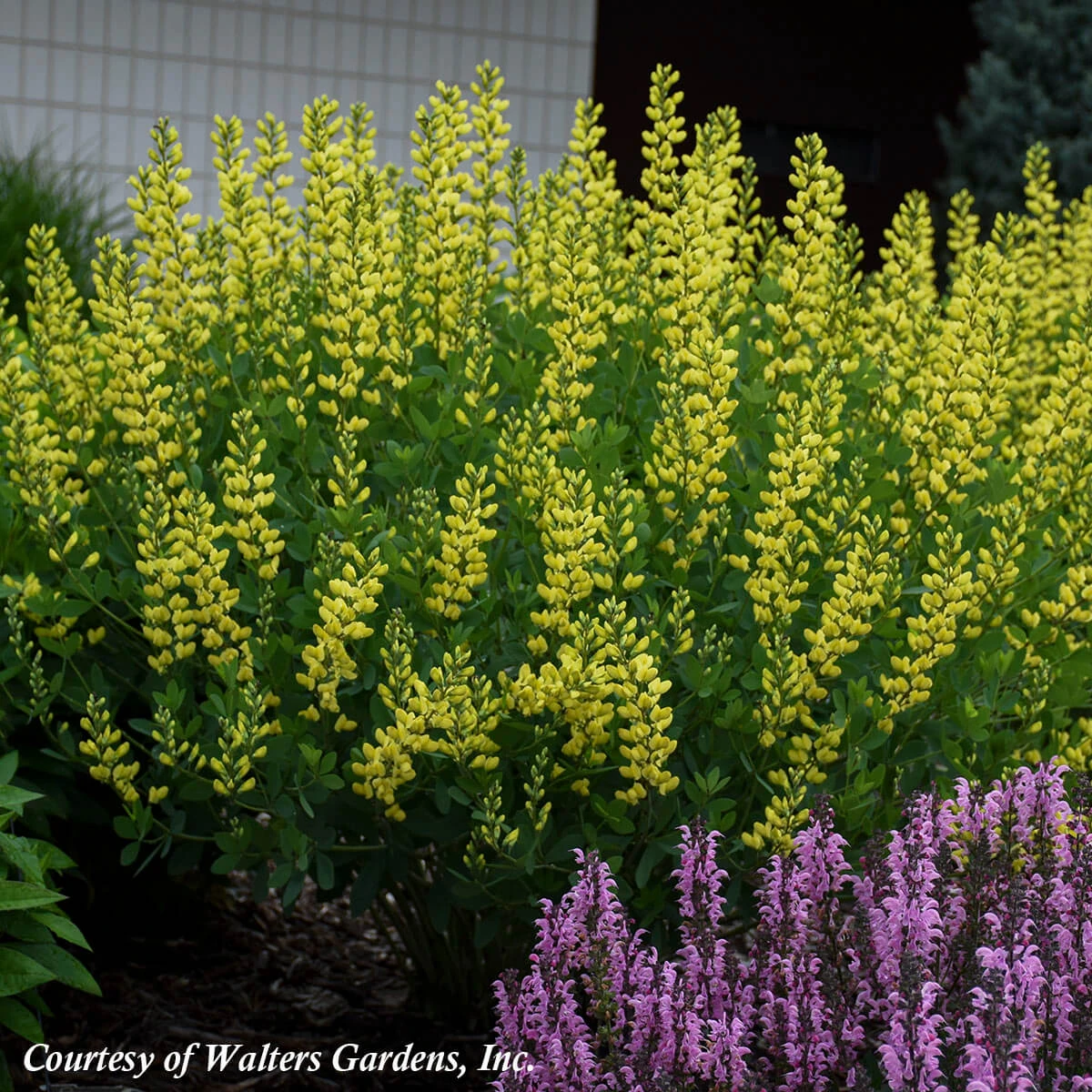 Baptisia Australis 'American Goldfinch' False Indigo 1 Baptisia Australis 'American Goldfinch' False Indigo