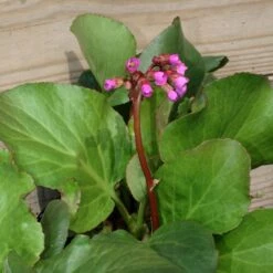 Bergenia Cordifolia 'Winterglut' Saxifrage