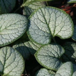 Brunnera Macrophylla 'Silver Heart' Bugloss