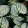 Brunnera Macrophylla 'Silver Heart' Bugloss