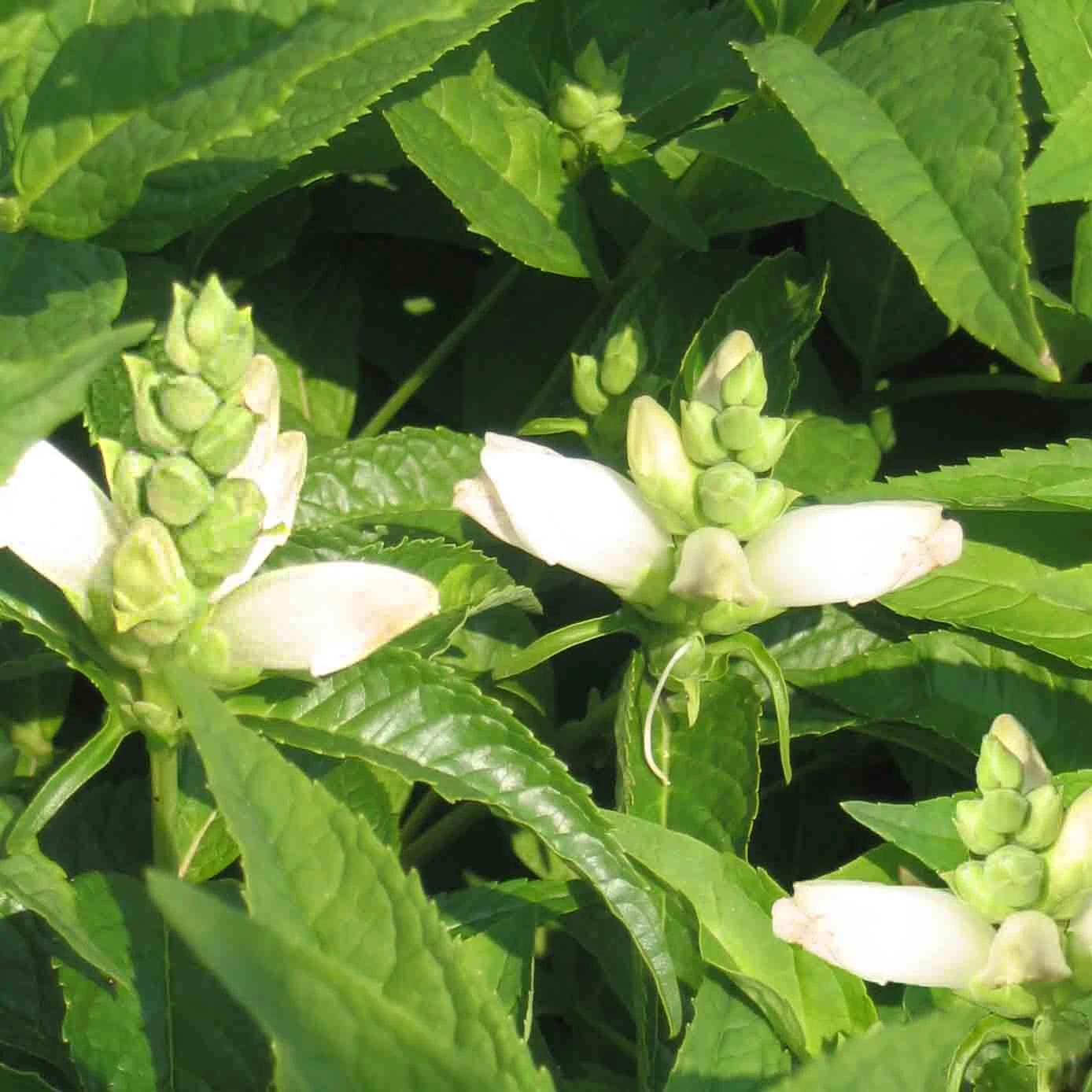Chelone Glabra Turtlehead 1 Chelone Glabra Turtlehead