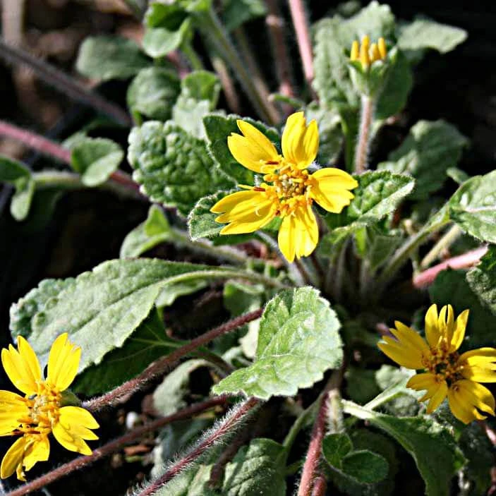 Chrysogonum Stolonifera 'Eco Lacquered Spider' 1 Chrysogonum Stolonifera 'Eco Lacquered Spider'