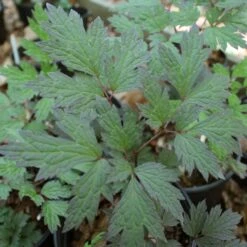 Cimicifuga 'Chocoholic' Black Snakeroot
