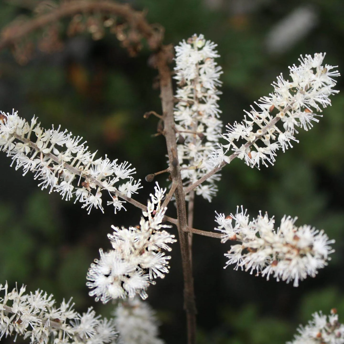 Cimicifuga (Actaea) Racemosa Black Snakeroot 1 Cimicifuga (Actaea) Racemosa Black Snakeroot