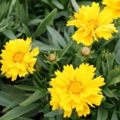 Coreopsis 'Presto' Tickseed