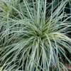 Carex 'Evergold' Japanese Sedge