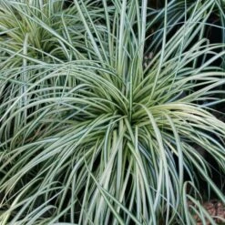 Carex 'Evergold' Japanese Sedge