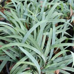 Carex 'Hobb' Bunny Blue Sedge