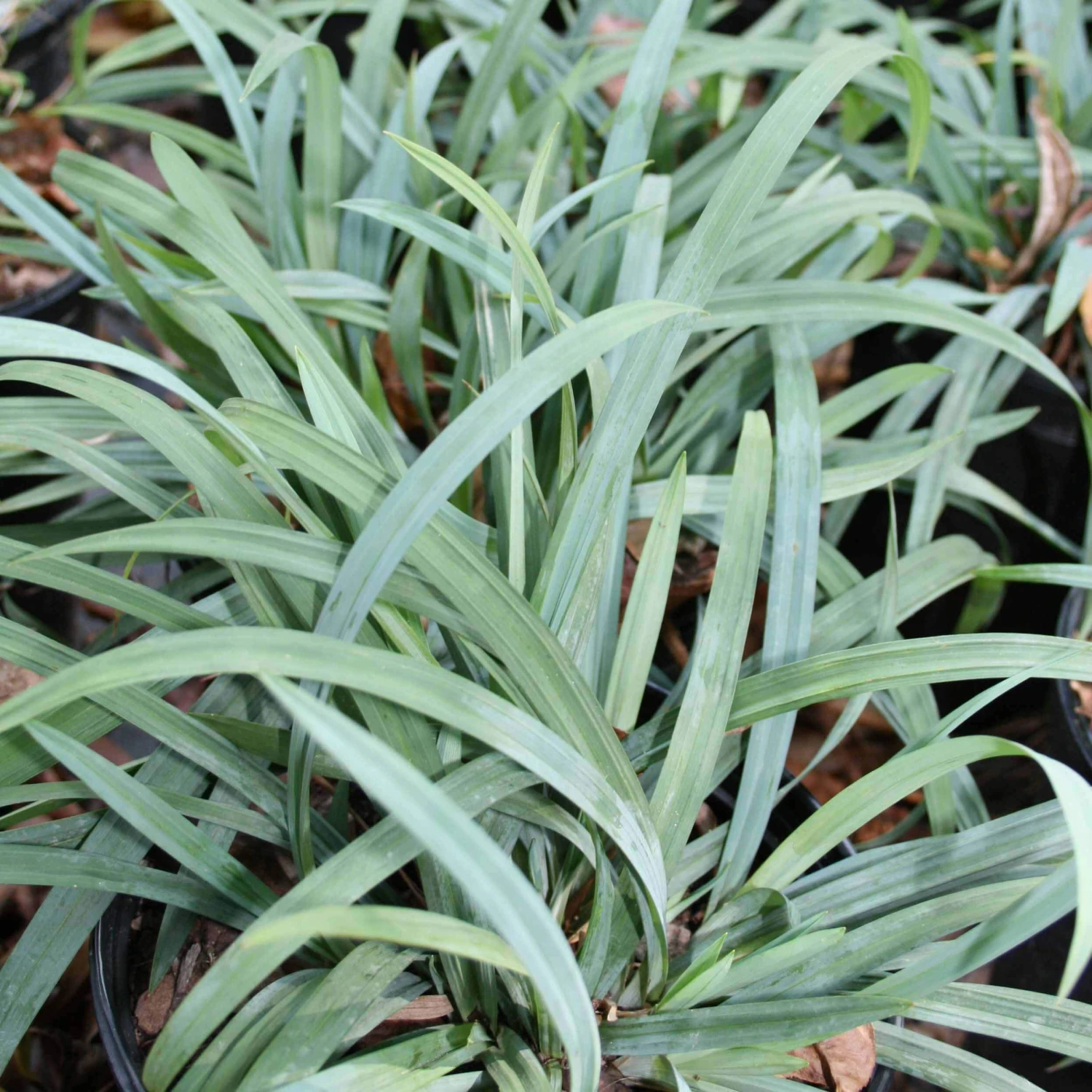 Carex 'Hobb' Bunny Blue Sedge 1 Carex 'Hobb' Bunny Blue Sedge