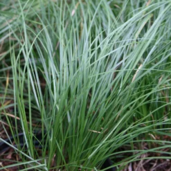 Carex Pensylvanica Oak Sedge