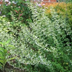 New Arrival -Nature Planting Store Calamintha Montrose White Calamint 75d9bc2c 1679 4637 ba75 cde743f6973e