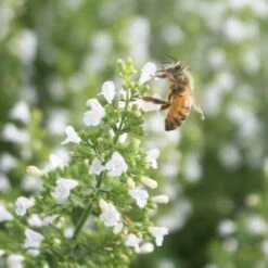 Calamintha Nepeta 'Montrose White' Calamint -Nature Planting Store Calamintha Montrose White Honey Bee Calamint 1