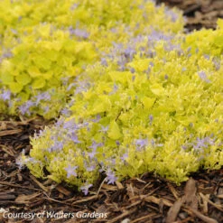 Campanula Garganica Dicksons Gold Bellflower