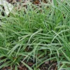 Carex 'Ice Dance' Sedge