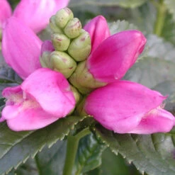 Chelone Lyonii 'Hot Lips' Turtlehead